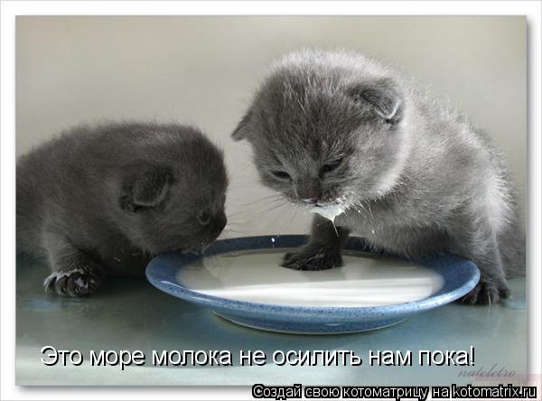 Котоматрица: Это море молока не осилить нам пока!