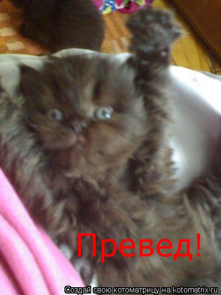 Превед!... Котоматрица: Превед!