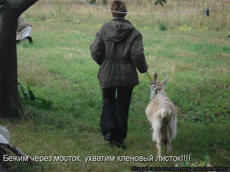 Бежим через мосток, ухватим кленовый листок!!!!... Котоматрица: Бежим через мосток, ухватим кленовый листок!!!!