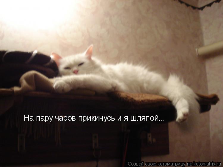 Котоматрица: На пару часов прикинусь и я шляпой...  На пару часов прикинусь и я шляпой...