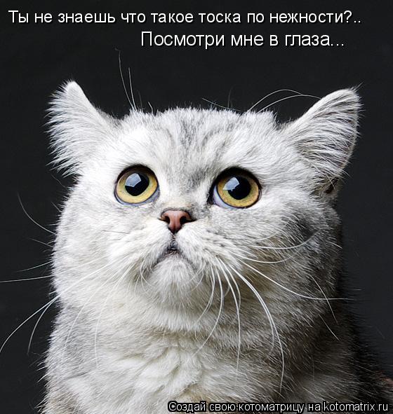 Ты не знаешь что такое тоска по нежности?.. Посмотри мне в глаза...... Котоматрица: Ты не знаешь что такое тоска по нежности?.. Посмотри мне в глаза...