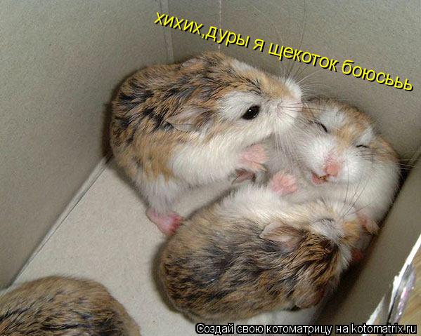 хихих,дуры я щекоток боюсььь... Котоматрица: хихих,дуры я щекоток боюсььь