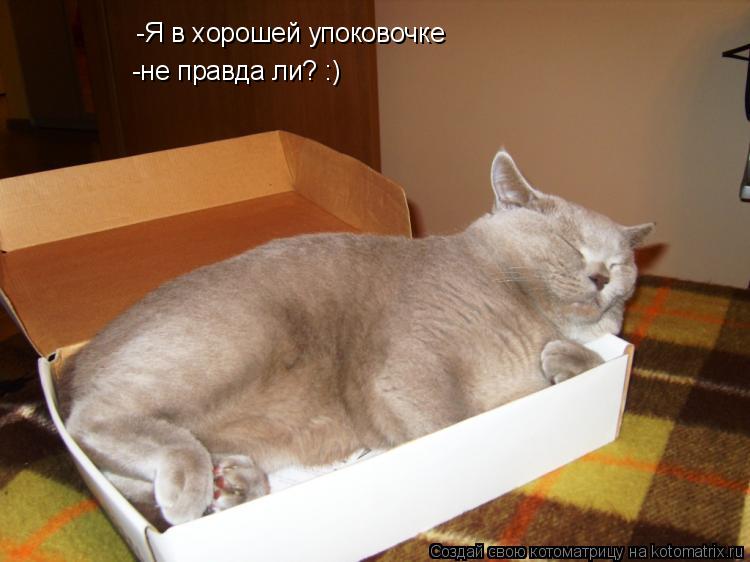 Котоматрица: -Я в хорошей упоковочке -не правда ли? :)