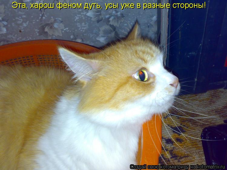Эта, харош феном дуть, усы уже в разные стороны!... Котоматрица: Эта, харош феном дуть, усы уже в разные стороны!
