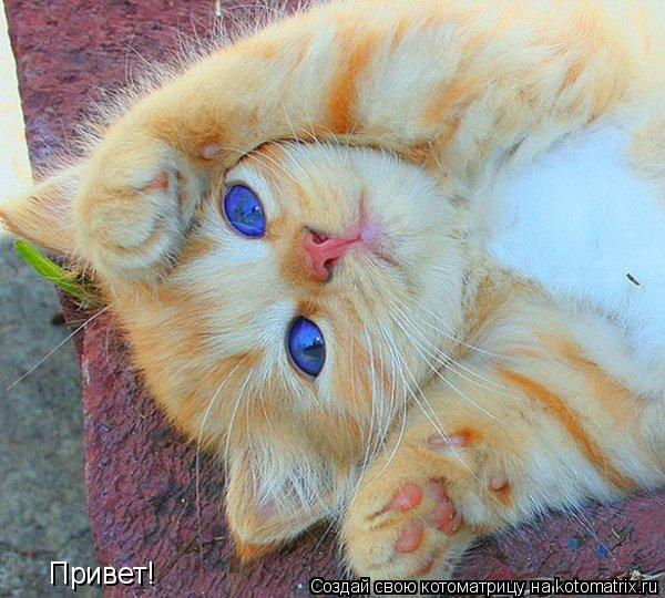 Котоматрица: Привет!