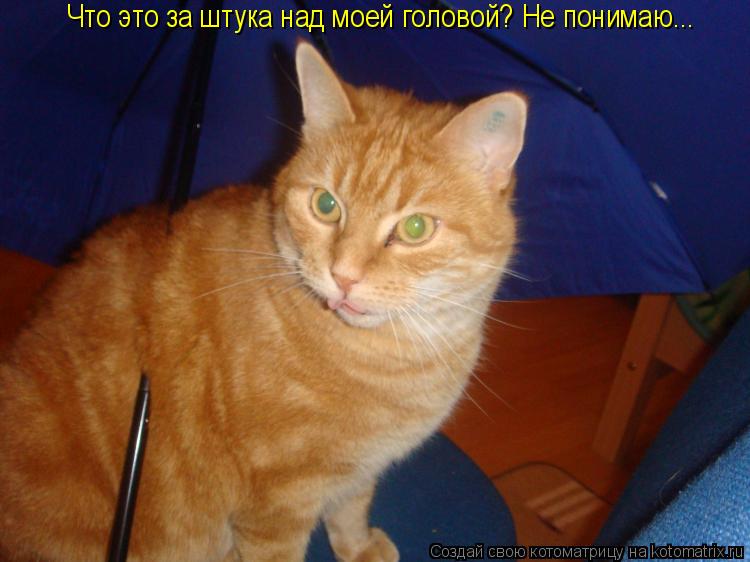 Котоматрица: Что это за штука над моей головой? Не понимаю...