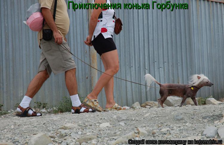 Приключения конька Горбунка... Котоматрица: Приключения конька Горбунка