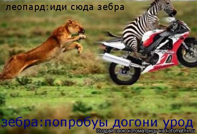 леопард:иди сюда зебра зебра:попробуы догони урод... Котоматрица: леопард:иди сюда зебра зебра:попробуы догони урод