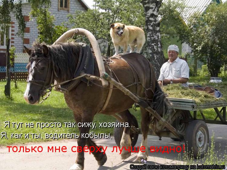 Котоматрица: Я тут не просто так сижу, хозяина... Я, как и ты, водитель кобылы, только мне сверху лучше видно!