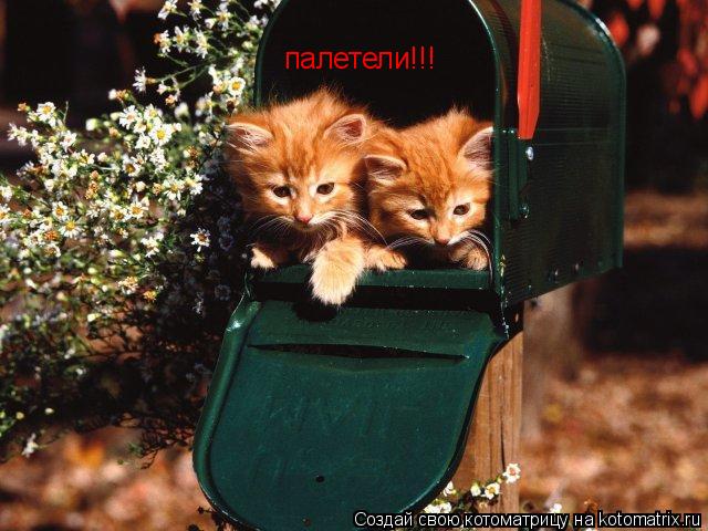 палетели!!!... Котоматрица: палетели!!!