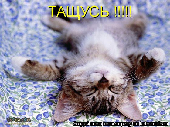 ТАЩУСЬ !!!!!... Котоматрица: ТАЩУСЬ !!!!!