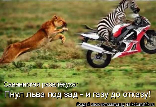 Пнул льва под зад - и газу до отказу! Саваннская развлекуха:... Котоматрица: Пнул льва под зад - и газу до отказу! Саваннская развлекуха: