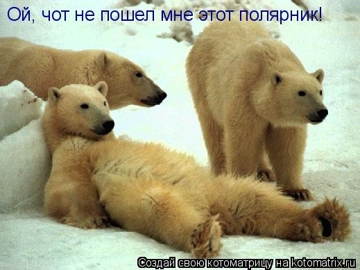 Котоматрица: Ой, чот не пошел мне этот полярник!