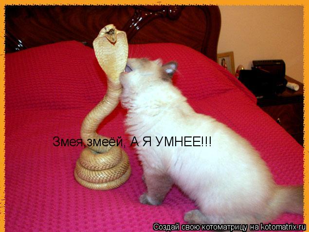 Котоматрица: Змея,змеёй, А Я УМНЕЕ!!!