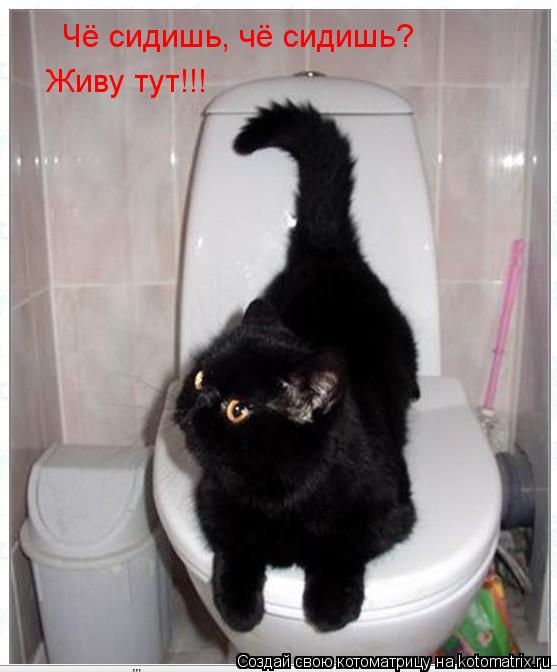 Котоматрица: Чё сидишь, чё сидишь? Живу тут!!!