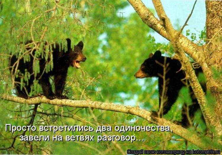 Просто встретились два одиночества, завели на ветвях разговор...... Котоматрица: Просто встретились два одиночества, завели на ветвях разговор...