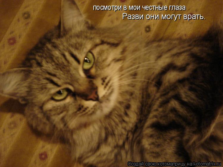 посмотри в мои честные глаза Разви они могут врать.... Котоматрица: посмотри в мои честные глаза Разви они могут врать.