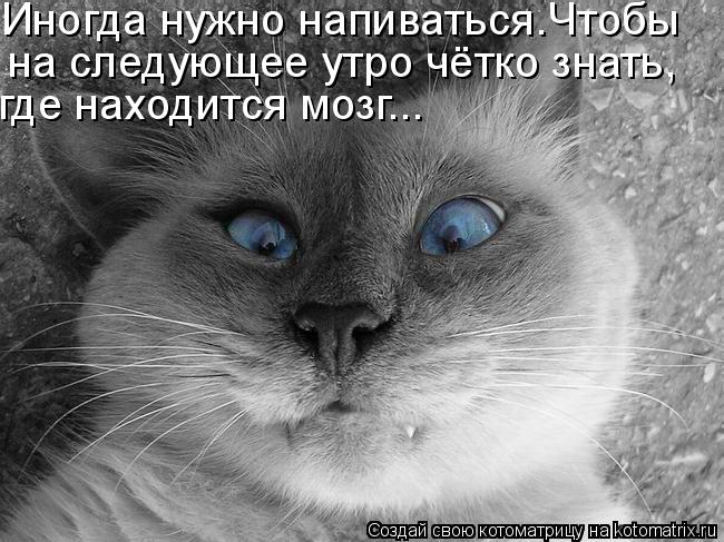 Иногда нужно напиваться.Чтобы на следующее утро чётко знать, где находится мозг...... Котоматрица: Иногда нужно напиваться.Чтобы на следующее утро чётко знать, где находится мозг...