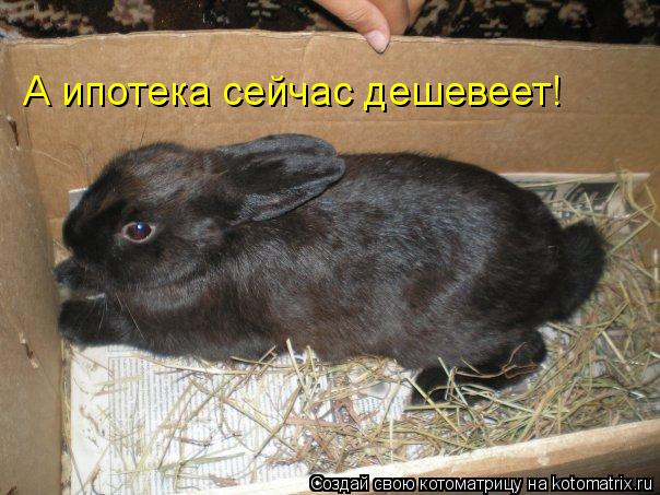 А ипотека сейчас дешевеет!... Котоматрица: А ипотека сейчас дешевеет!