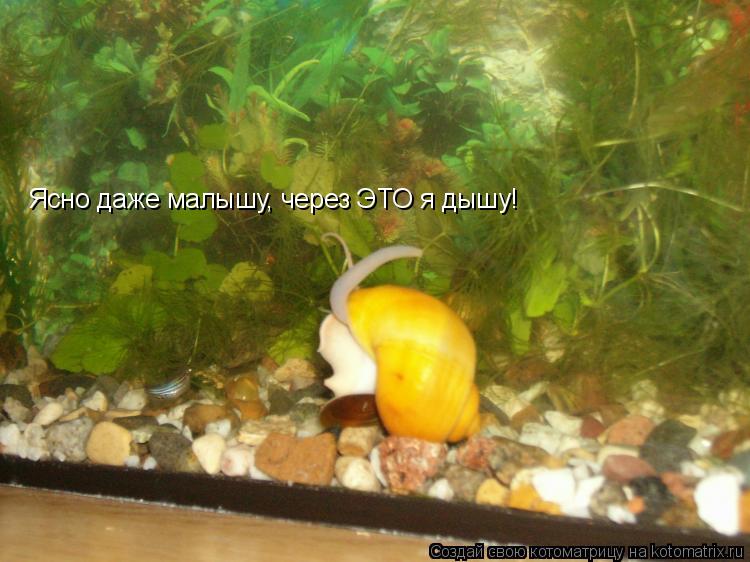 Ясно даже малышу, через ЭТО я дышу!... Котоматрица: Ясно даже малышу, через ЭТО я дышу!