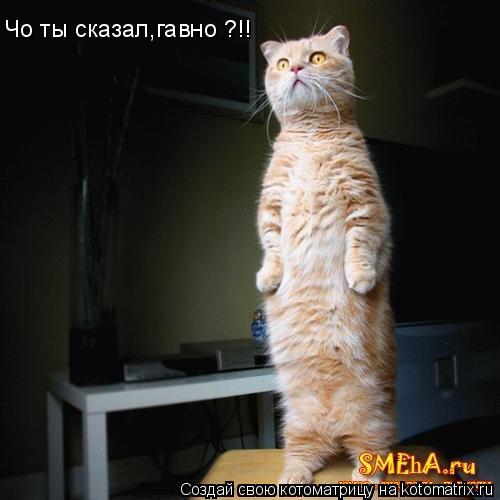 Чо ты сказал,гавно ?!!... Котоматрица: Чо ты сказал,гавно ?!!