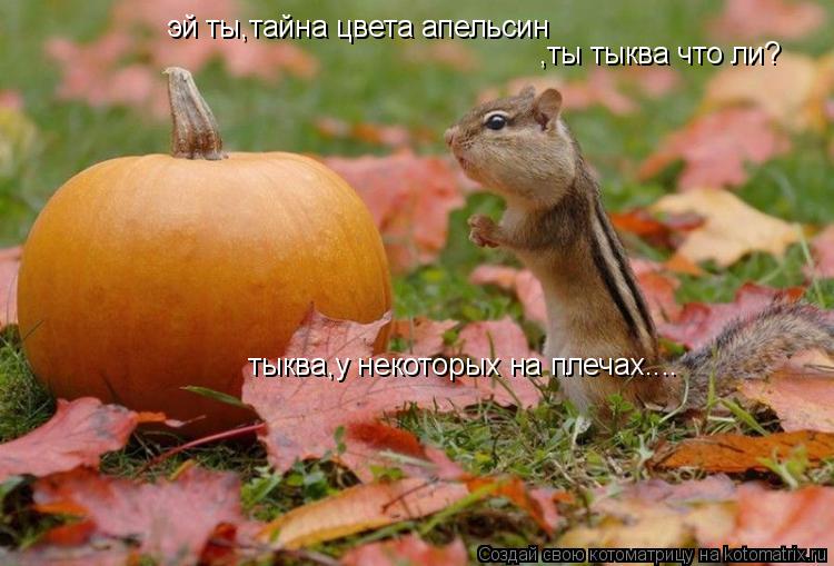 эй ты,тайна цвета апельсин ,ты тыква что ли? тыква,у некоторых на плечах....... Котоматрица: эй ты,тайна цвета апельсин ,ты тыква что ли? тыква,у некоторых на плечах....