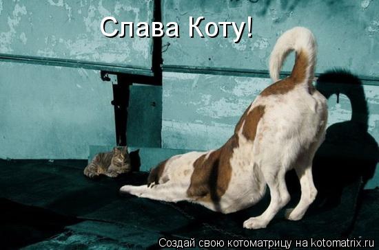 Слава Коту!... Котоматрица: Слава Коту!