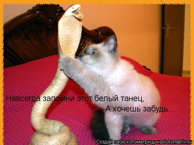 Навсегда запомни этот белый танец, А хочешь забудь...... Котоматрица: Навсегда запомни этот белый танец, А хочешь забудь...