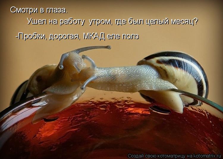 Котоматрица: Смотри в глаза.  Ушел на работу  утром, где был целый месяц? -Пробки, дорогая, МКАД еле полз