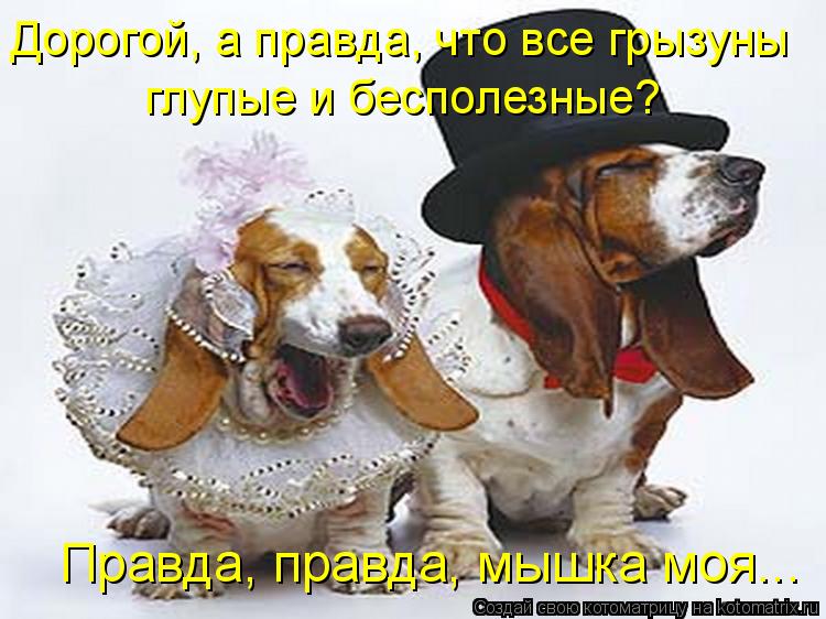 Дорогой, а правда, что все грызуны глупые и бесполезные? Правда, правда, мышка моя...... Котоматрица: Дорогой, а правда, что все грызуны глупые и бесполезные? Правда, правда, мышка моя...