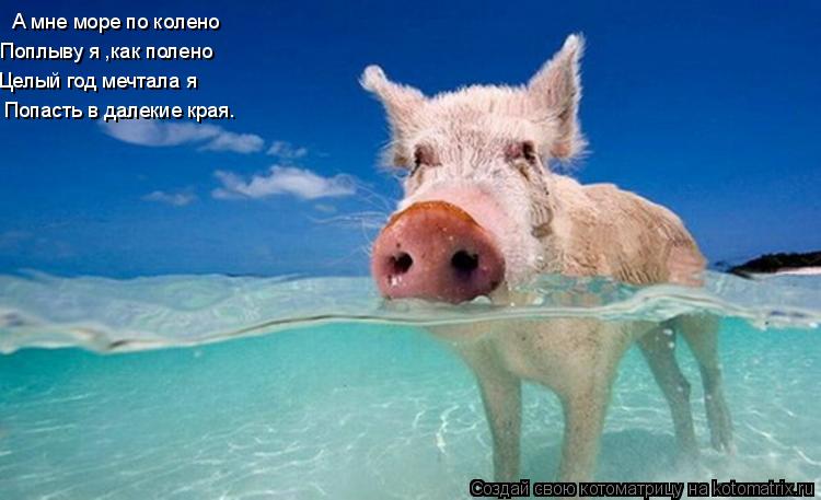 А мне море по колено Поплыву я ,как полено Целый год мечтала я Попасть в далекие края.... Котоматрица: А мне море по колено Поплыву я ,как полено Целый год мечтала я Попасть в далекие края.