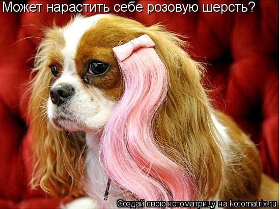Может нарастить себе розовую шерсть?... Котоматрица: Может нарастить себе розовую шерсть?