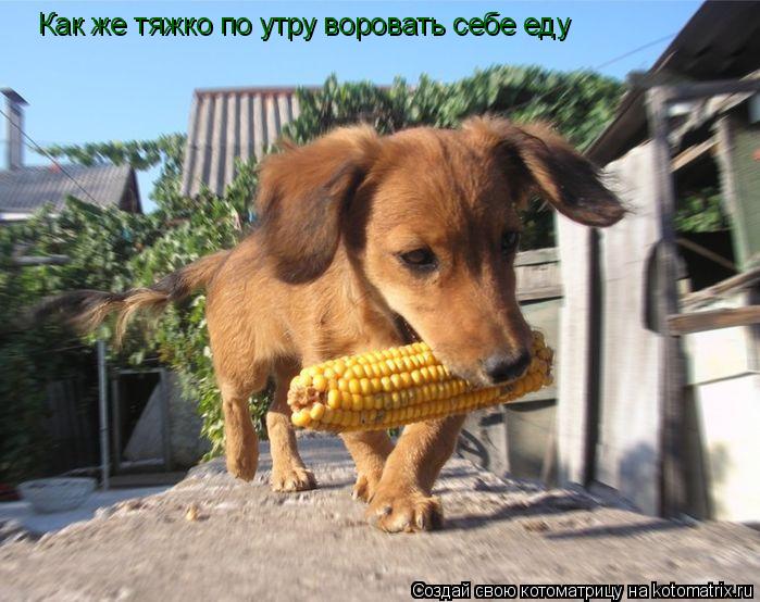 Как же тяжко по утру воровать себе еду... Котоматрица: Как же тяжко по утру воровать себе еду