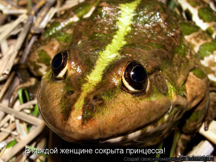 В каждой женщине сокрыта принцесса!... Котоматрица: В каждой женщине сокрыта принцесса!