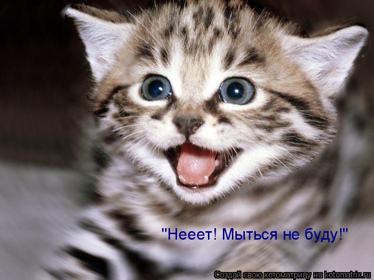 "Нееет! Мыться не буду!"... Котоматрица: "Нееет! Мыться не буду!"