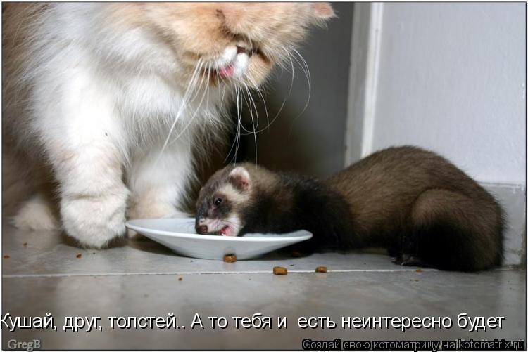 Котоматрица: Кушай, друг, толстей.. А то тебя и  есть неинтересно будет