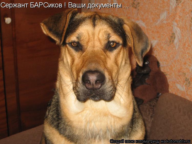Сержант БАРСиков ! Ваши документы ...... Котоматрица: Сержант БАРСиков ! Ваши документы ...