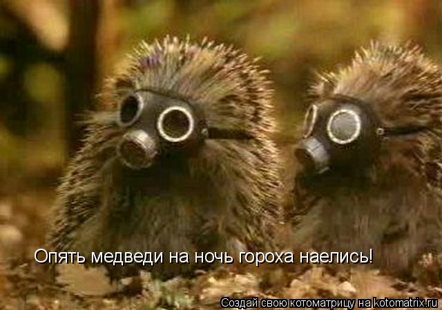 Опять медведи на ночь гороха наелись!... Котоматрица: Опять медведи на ночь гороха наелись!
