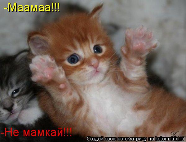 -Маамаа!!! -Не мамкай!!!... Котоматрица: -Маамаа!!! -Не мамкай!!!