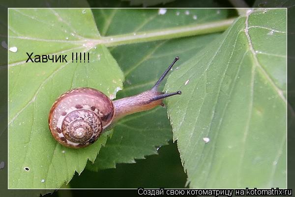 Котоматрица: Хавчик !!!!!