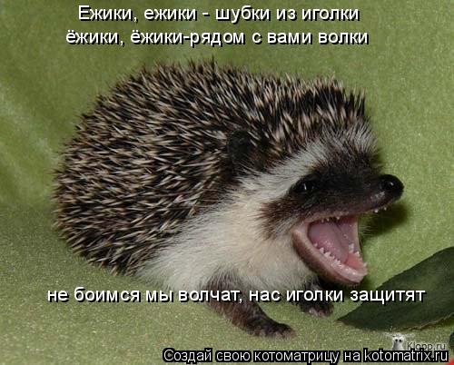 Ежики, ежики - шубки из иголки ёжики, ёжики-рядом с вами волки не боимся мы волчат, нас иголки защитя... Котоматрица: Ежики, ежики - шубки из иголки ёжики, ёжики-рядом с вами волки не боимся мы волчат, нас иголки защитят