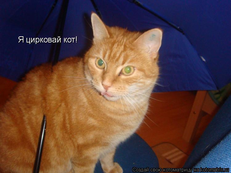 Котоматрица: Я цирковай кот!