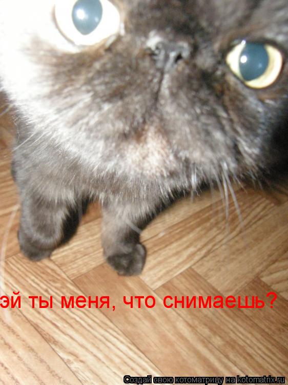 эй ты меня, что снимаешь?... Котоматрица: эй ты меня, что снимаешь?