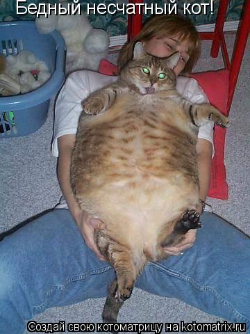 Бедный несчатный кот!... Котоматрица: Бедный несчатный кот!