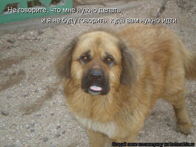 Котоматрица: Не говорите, что мне нужно делать, и я не буду говорить, куда вам нужно идти.
