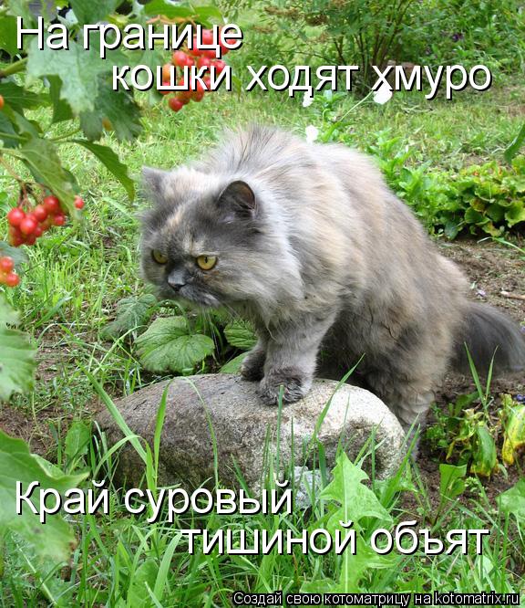 Котоматрица: На границе кошки ходят хмуро Край суровый тишиной объят