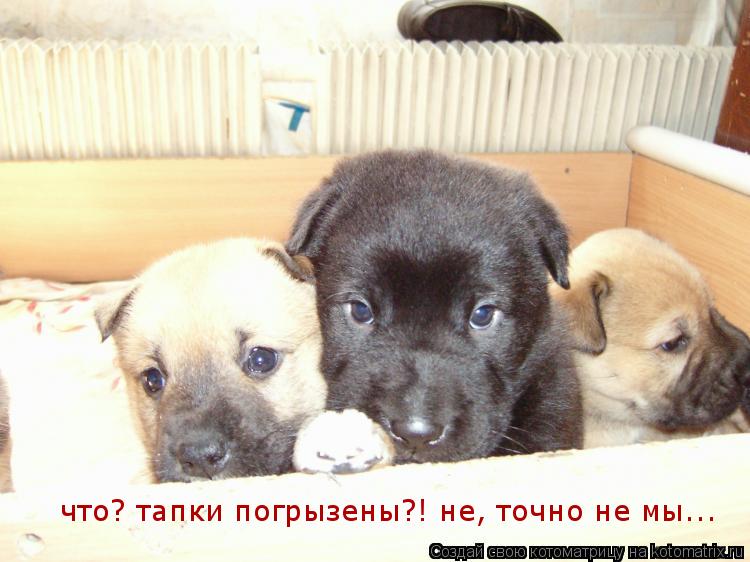 Котоматрица: что? тапки погрызены?! не, точно не мы...