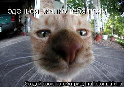 оденься, жалко тебя прям...... Котоматрица: оденься, жалко тебя прям...
