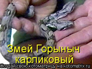 Котоматрица: Змей Горыныч карликовый