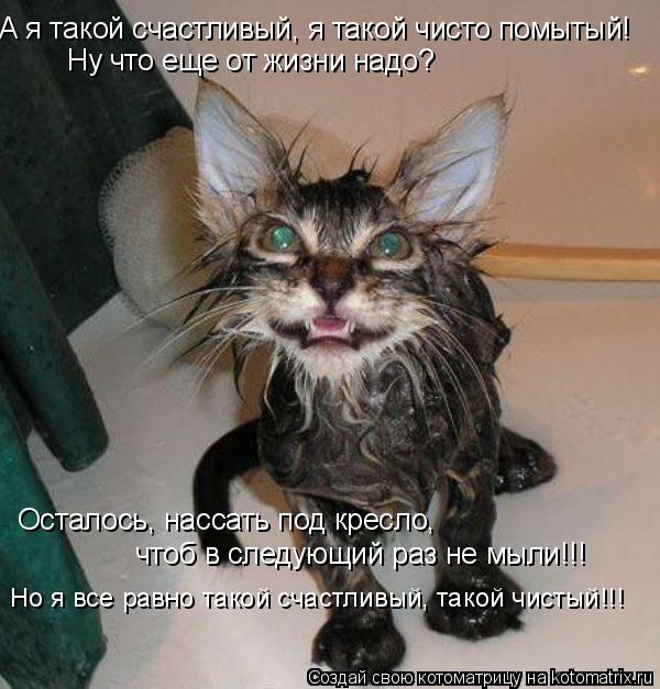Котоматрица: А я такой счастливый, я такой чисто помытый! Ну что еще от жизни надо? Осталось, нассать под кресло,  чтоб в следующий раз не мыли!!! Но я все ра